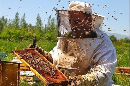 تولید ۹۸ تن عسل در سرعین