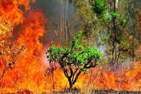 گردشگران از درست کردن آتش در عرصه‌های جنگلی پرهیز کنند