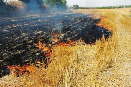 آتش‌سوزی در مزارع فندقلوی نمین به مناطق جنگلی سرایت نکرد