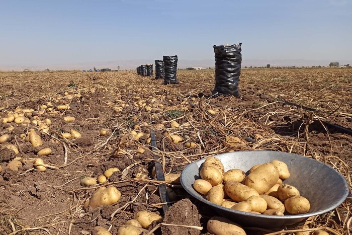 پیش بینی تولید ۸۵۰ هزار تن سیب زمینی در استان اردبیل
