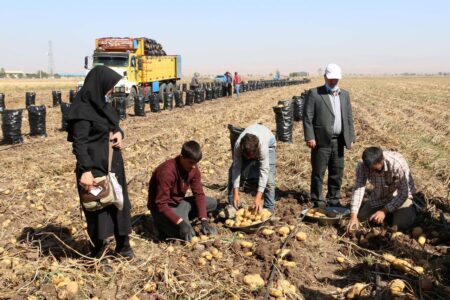 پیش‌بینی تولید ۸۵۰ هزار تن سیب‌زمینی در استان اردبیل