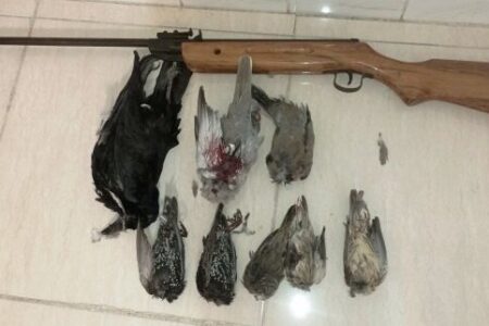 پنج شکارچی غیرمجاز در بیله‌سوار دستگیر شدند