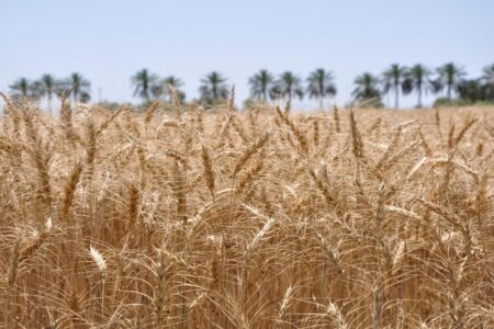 افزایش ۵ برابری برداشت گندم از مزارع کشت و صنعت مغان
