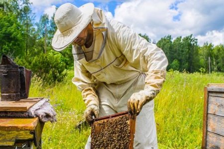 تولید سالانه بیش از ۹ هزار تُن عسل در استان اردبیل
