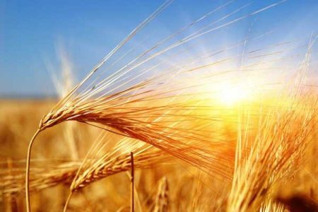 خرید بیش از ۱۰ میلیون تن گندم در کشور