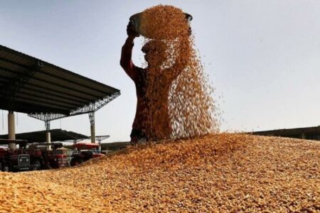 میزان خرید گندم در استان اردبیل به ۲۸۴ هزار تن رسید