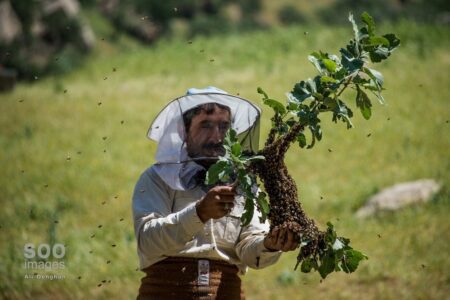 تنها پنج درصد از محصولات کشاورزی ایران ارگانیک است