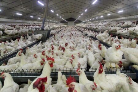 هشدار دامپزشکی اردبیل در خصوص شیوع بیماری آنفلوانزای پرندگان