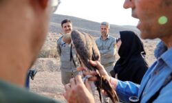 یک بُهله بالابان در پناهگاه حیات وحش کلاهقاضی اصفهان رهاسازی شد